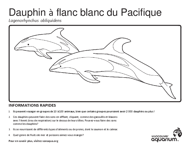 Dauphin à flanc blanc du Pacifique