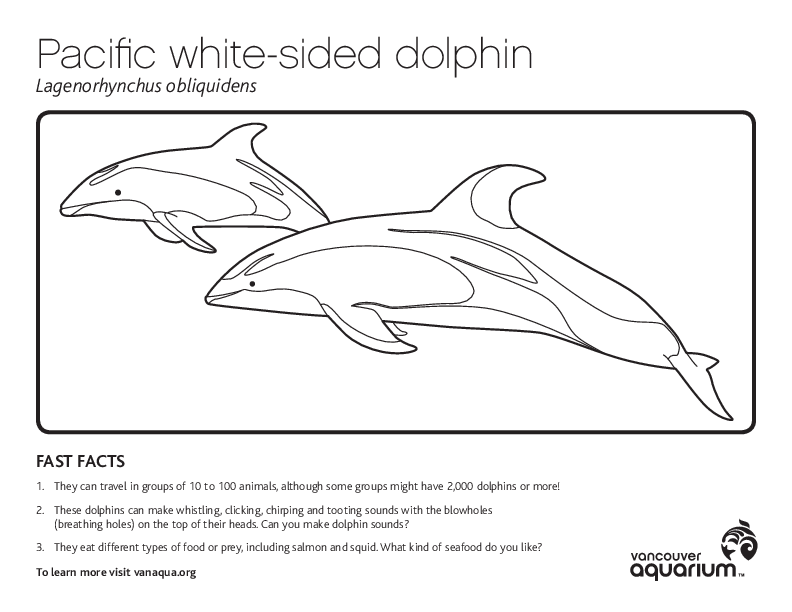 Pacific white-sided dolphin