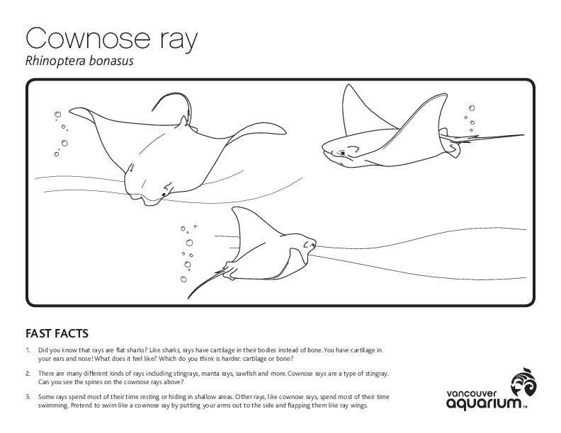 Cownose Ray