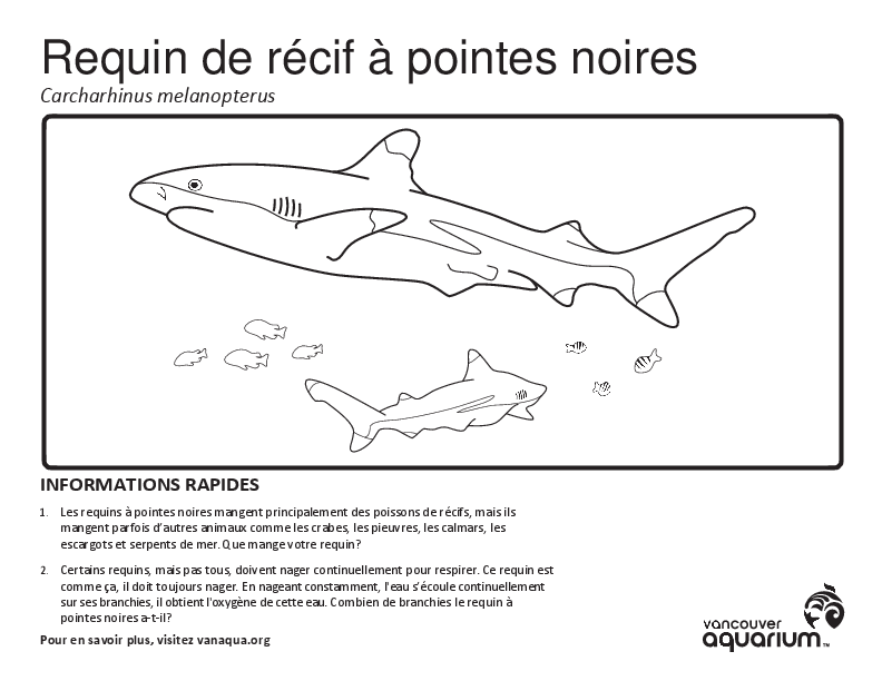 Requin de récif à pointes noires