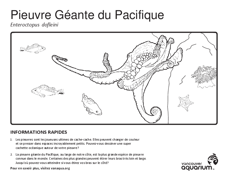 Pieuvre Géante du Pacifique