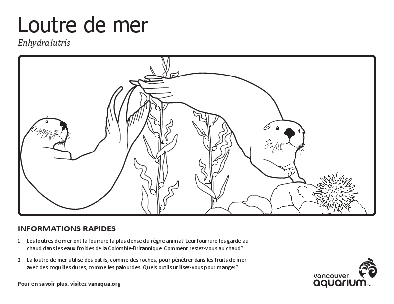 Loutre de mer