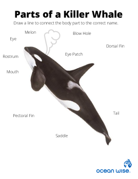 Parts of  Killer Whale