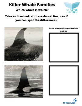 Killer Whale Families Activity