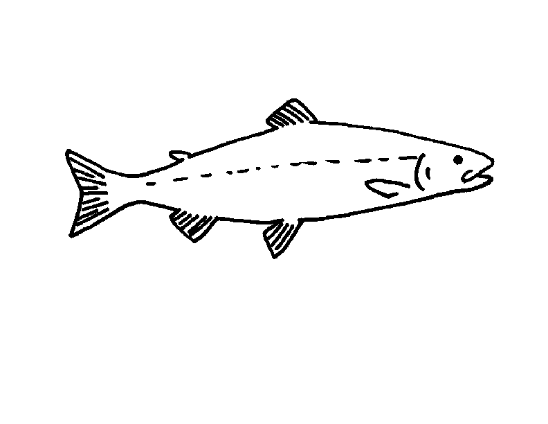 Answer Sheet: Salmon