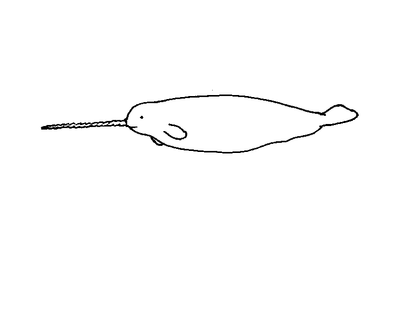 Answer Sheet: Narwhal