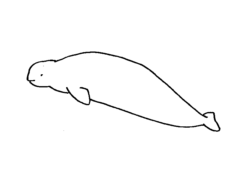 Answer Sheet: Beluga