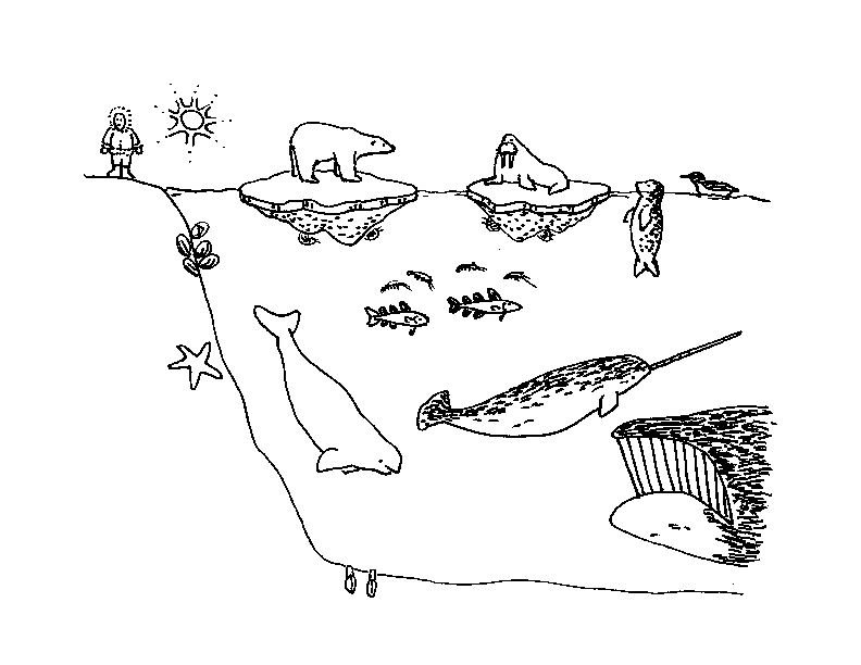 Arctic Food Web